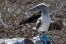 Blaufußtölpel (3).jpg